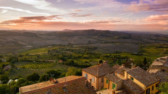 vineyard